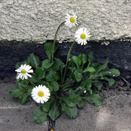 Omi-zingst - Haus Dora * Zingst