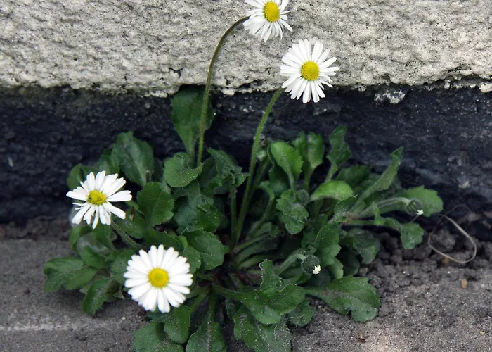 Omi-zingst - Haus Dora * ツィングシュト